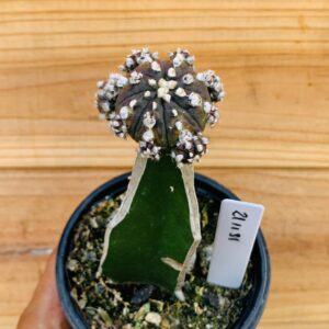 2111 31 Cacto Astrophytum Astérias purple black