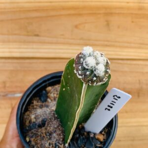 2111 32 Cacto Astrophytum Astérias purple black