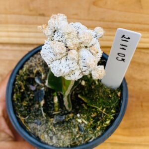 2111 05 Cacto Snowball