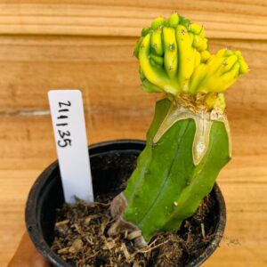 2111 35 Cacto Mertilocacto geometrazan variegata Cristata