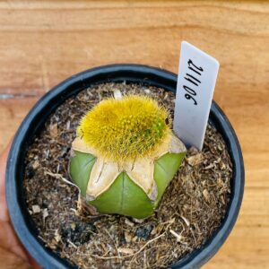 2111 06 Cacto Rabo de gato cristata variegata