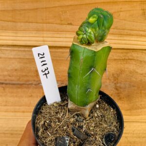 2111 37 Cacto Mertilocacto geometrazan variegata Cristata