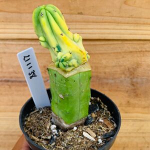 2111 38 Cacto Mertilocacto geometrazan variegata Cristata