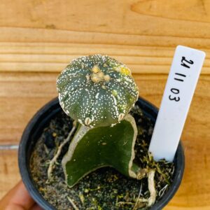 2111 53 Cacto Astrophytum Astérias myriostigma variegata