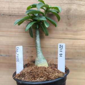 2211 01 Rosa do Deserto Solitude