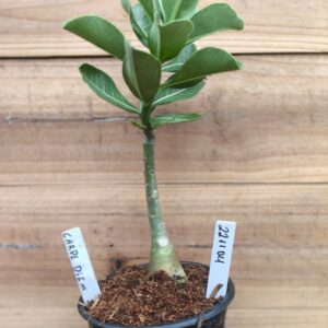 2211 04 Rosa do Deserto Carpe Diem