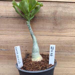 2211 06 Rosa do Deserto Amor de Mae