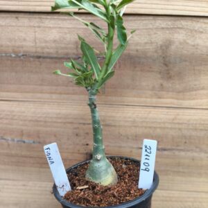 2211 09 Rosa do Deserto Fiona