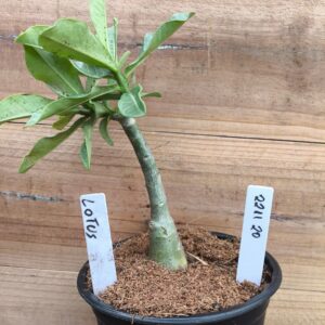 2211 20 Rosa do Deserto Lotus