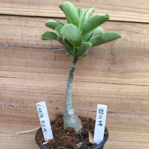 2211 19 Rosa do Deserto Carpe Diem