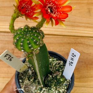 2111 51 Cacto Lobivia F36