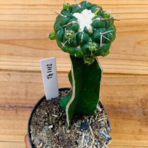 2111 42 Cacto Coryphantha Elephantidens