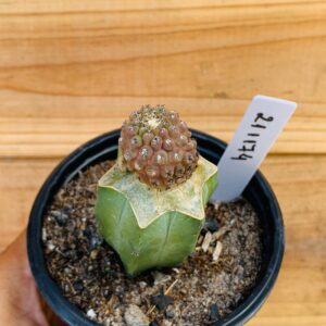 2011 74 Cacto Eriosyce napina