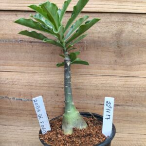 2211 17 Rosa do Deserto Roda de Fogo