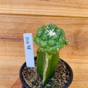2111 48 Cacto Coryphantha Elephantidens
