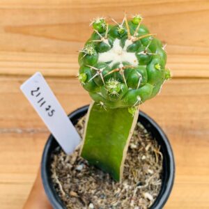 2111 75 Cacto Coryphantha Elephantidens