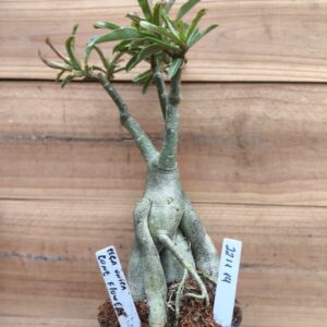 2211 14 Rosa do Deserto Cone Flower