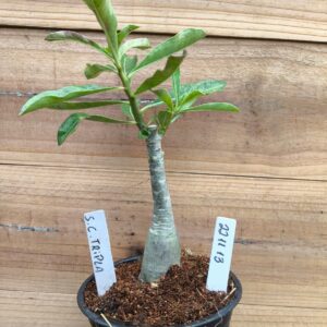 2211 13 Rosa do Deserto Santa Claus Tripla