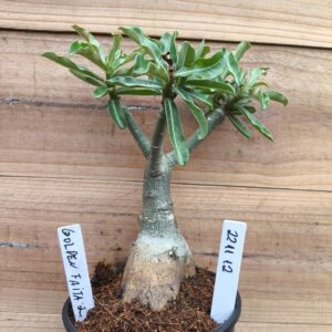 2211 12 Rosa do Deserto Golden Faith II