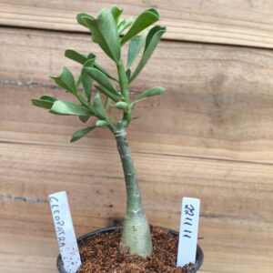 2211 11 Rosa do Deserto Cleopatra