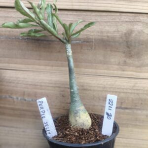 2211 30 Rosa do Deserto Purple Jelly