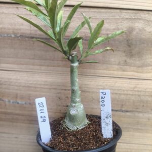 2211 29 Rosa do Deserto P200