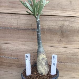 2211 28 Rosa do Deserto Lilac Frost