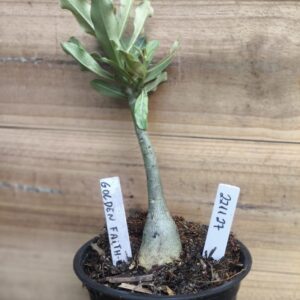 2211 27 Rosa do Deserto Golden Faith