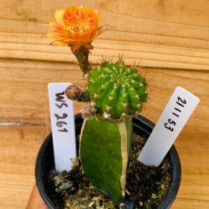 2111 53 Cacto Lobivia Ws261