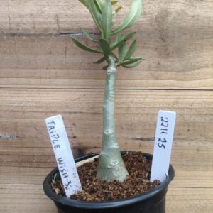 2211 25 Rosa do Deserto Triple wish III