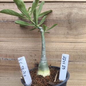 2211 23 Rosa do Deserto Santa Claus Tripla