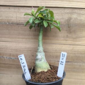 2211 22 Rosa do Deserto LM5