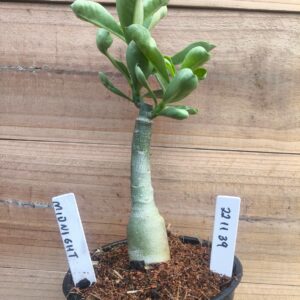 2211 39 Rosa do Deserto Midnight