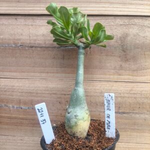 2211 37 Rosa do Deserto Amor de Mãe