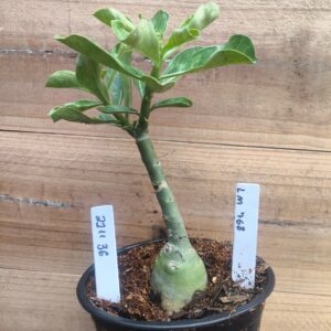 2211 36 Rosa do Deserto LM768