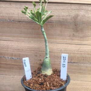 2211 33 Rosa do Deserto Fiona