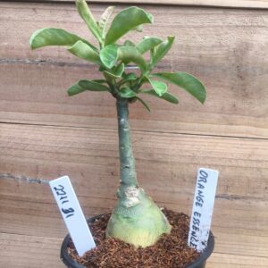 2211 31 Rosa do Deserto Orange Essence