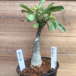 2211 38 Rosa do Deserto Respect