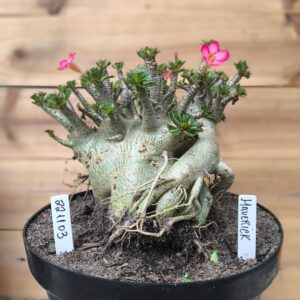 2211 03 Arabicum Maverick - Adulta