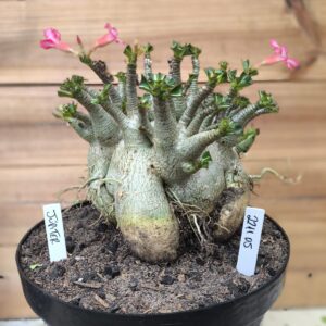 2211 05 Arabicum Jupiter - Adulta