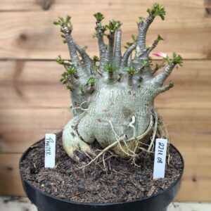 2211 08 Arabicum Panzer - Adulta