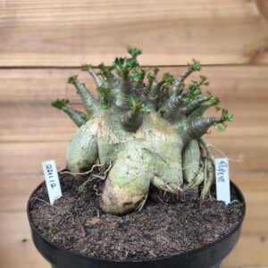 2211 12 Arabicum Popeye- Adulta