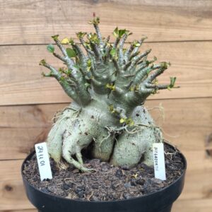 2411 01 Megalodonte Adulta