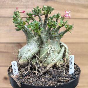 2411 03 Darkseid  Adulta