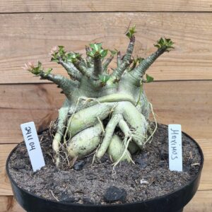 2411 04 Maximus Adulta