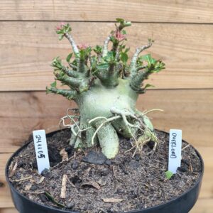 2411 05 Overload Adulta