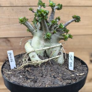 2411 06 Fat Boy Adulta