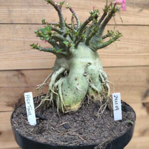 2411 09 Hingtower Adulta