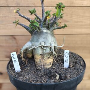 2411 10 Raptor Adulta