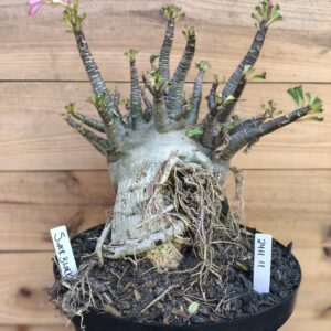 2411 11 Super Black Adulta